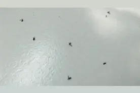 为什么家里小飞虫越来越多？今天我可算知道其中原因，学会不亏视频封面