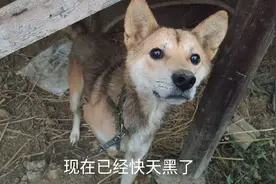 狗狗冻的发抖，小伙找来祖传木桶做狗窝，让狗狗睡暖和觉