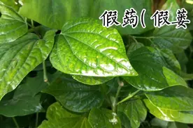 ❤韵琪视界☞胡椒科胡椒属植物假蒌