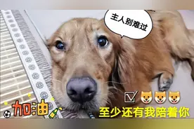 狗狗真的就是个很好的朋友，至少每次不开心在身边陪伴的就是它们视频封面