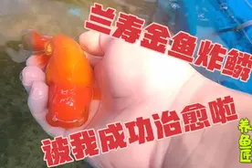 兰寿金鱼炸鳞怎么治疗？我用这个方法历时半个月治愈了，分享出来