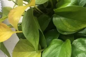 淘米水浇绿萝，但少了这一步骤，绿萝容易黄叶烂根还招虫子！视频封面