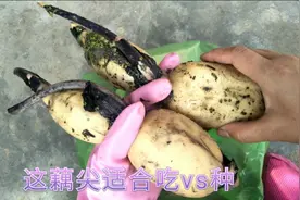 藕尖不光可以吃还能种，农村姑娘分享大缸种藕方法，好简单啊视频封面