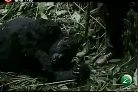 加纳一小村庄误食了一只感染埃博拉病毒的猩猩，全部发病而亡视频封面