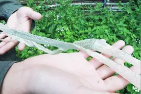 深夜中华田园犬大叫！不敢出去看，今天发现这玩意，到底发生什么视频封面