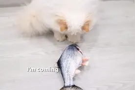 猫咪遇到上岸大鱼竟被吓退了？