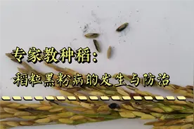 科学种水稻：稻粒生黑粉，要正确识别病害，教你4种措施防治
