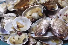 6块钱买两斤花甲，做一份孩子能吃的蒜香花甲，味道鲜美做法简单