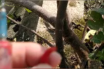 小米椒防虫，无花果技术推广