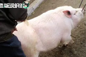 潘石屹：上初中就开始杀猪，季总的爱好？季琦回应：为挣学费所迫视频封面