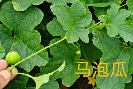 马泡瓜“泡水喝”，它居然有这么多的厉害用途，快来看看吧