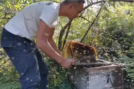 小伙山上取蜂蜜，蜜蜂为什么不蛰人？摄影师躲在一旁都惊呆了