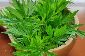 米酒加上几个鸡蛋，这才是益母草的正确吃法，很多人第1步就错了