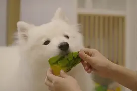 萨摩耶软糖吃西瓜，不会吃的麻糬都馋哭了，这狗啃的瓜也太干净了