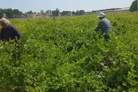 原来二花也就是金银花，我们一起认识一下吧！视频封面