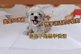 泰迪爱上了比熊，生出来的狗可聪明了，才50多天就知道和主人吵架视频封面