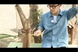 EXO成员在公园喂鹿，吴世勋画风大不同，身高和胆子成反比视频封面