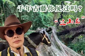 千年古树你见过不少，千年的古藤你见过吗？广西容县就有！视频封面