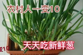 大葱贵，盆栽掐叶、剪着吃，天天吃新鲜的 家家户户都能栽视频封面
