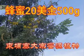 蜂蜜一斤20美刀，柬埔寨养蜜蜂太暴利，连绿化用树都是大蜜源三！视频封面