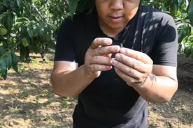 偶然发现一只虫子，网上卖60多元一只，漂亮就是不知叫啥视频封面