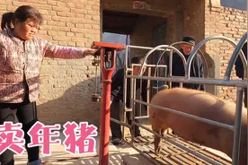 二两养的猪要出栏，180斤卖了2700元，卖猪钱全交给老妈保管视频封面