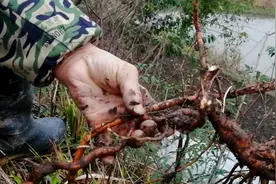 山林常见树根，背后不知的药用价值
