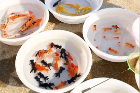 农村买鱼为何买单不买双，原来还有这个讲究，这些大家知道吗？视频封面
