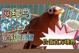 网红鸟顶级叫声最好的画眉鸟，价值百万境界！