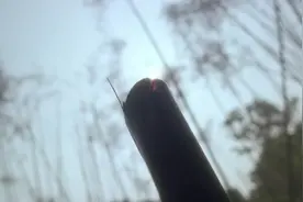 竹子从中间砍断,还会继续向上长吗视频封面