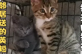 浙江宁波，邻居送的英短和捡来的狸花猫养在一起第一天，会打架吗