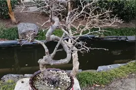 海棠盆景开始出现花苞，春节期间海棠花即将开放视频封面