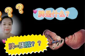 脾和胰腺一样吗？一个是消化器官一个是淋巴器官，解剖教师讲解脾