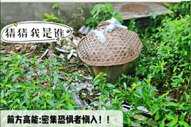 取蜂蜜是白天好还是晚上好？农村大叔用实际行动告诉你！！视频封面