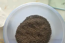 究竟是怎样的垂钓效果？让黑坑老板禁用了这种饵料应用！视频封面