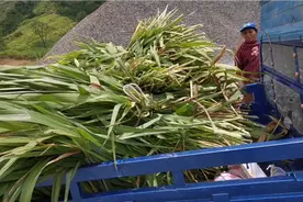最高产牧草皇竹草，800斤大牛一天吃50斤，这食量够大吧