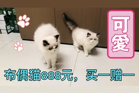 花888块钱买来一只布偶猫，结果却被买一赠一，一公一母可爱极了视频封面