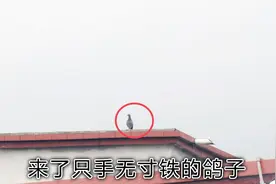 鸽棚来了只手无寸铁的鸽子，看小伙要怎么对付它好视频封面