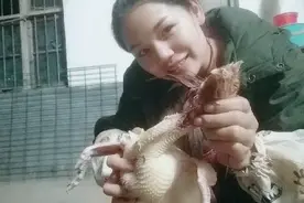 广西桂平女汉子杀鸡，直接一刀搞定，你学会了吗？视频封面