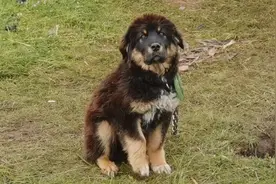 纯种藏狗比德牧还帅！虽然几个月大，但是长的威武雄壮！