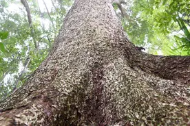 老人家门口发现千年金丝楠，富商欲花一亿购买，他却无偿捐献国家视频封面