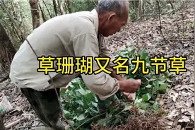 草珊瑚又名接骨草，今天遇见真好，大山里太多了视频封面