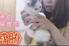懒人千万不要养加菲猫，每天醒来首先必须要做的事就是给猫咪洗脸视频封面