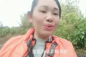 玉林仁东鹌鹑养殖基地，老板居然是一个小伙子，让妞子大开眼界视频封面