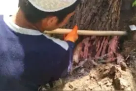 大树怎么放倒，这一步很重要，看看回民小伙和大叔怎么做的