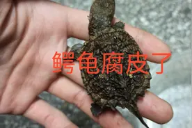 鳄龟全身都腐皮了？鳄龟腐皮了这样治能好？