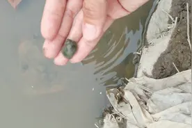 去田间捞点田螺放孔雀鱼鱼缸里很好，可以除藻又可以净化水质