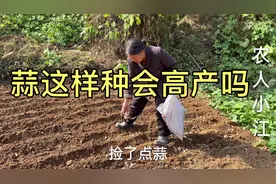 河南许昌大娘开荒种大蒜、方法传统，我是第一次见，你见过吗？