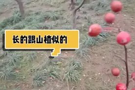 邢台北国商城东边这个公园，结了好多红色果实，像山楂，它是什么视频封面