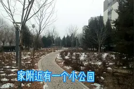 阿丽带你看县城冬日里的向日葵，你见过没？别致有新意！视频封面